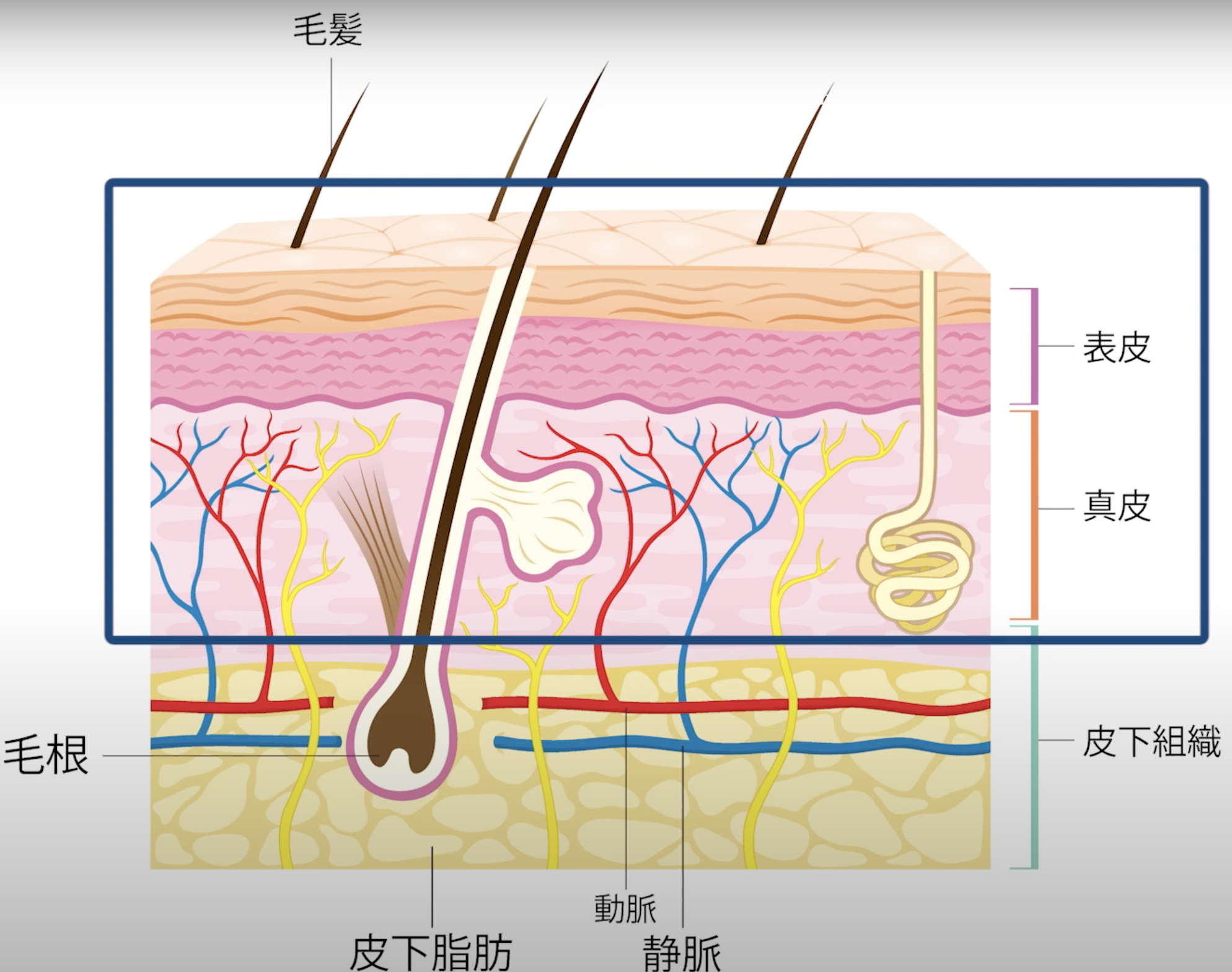 表皮の図.png