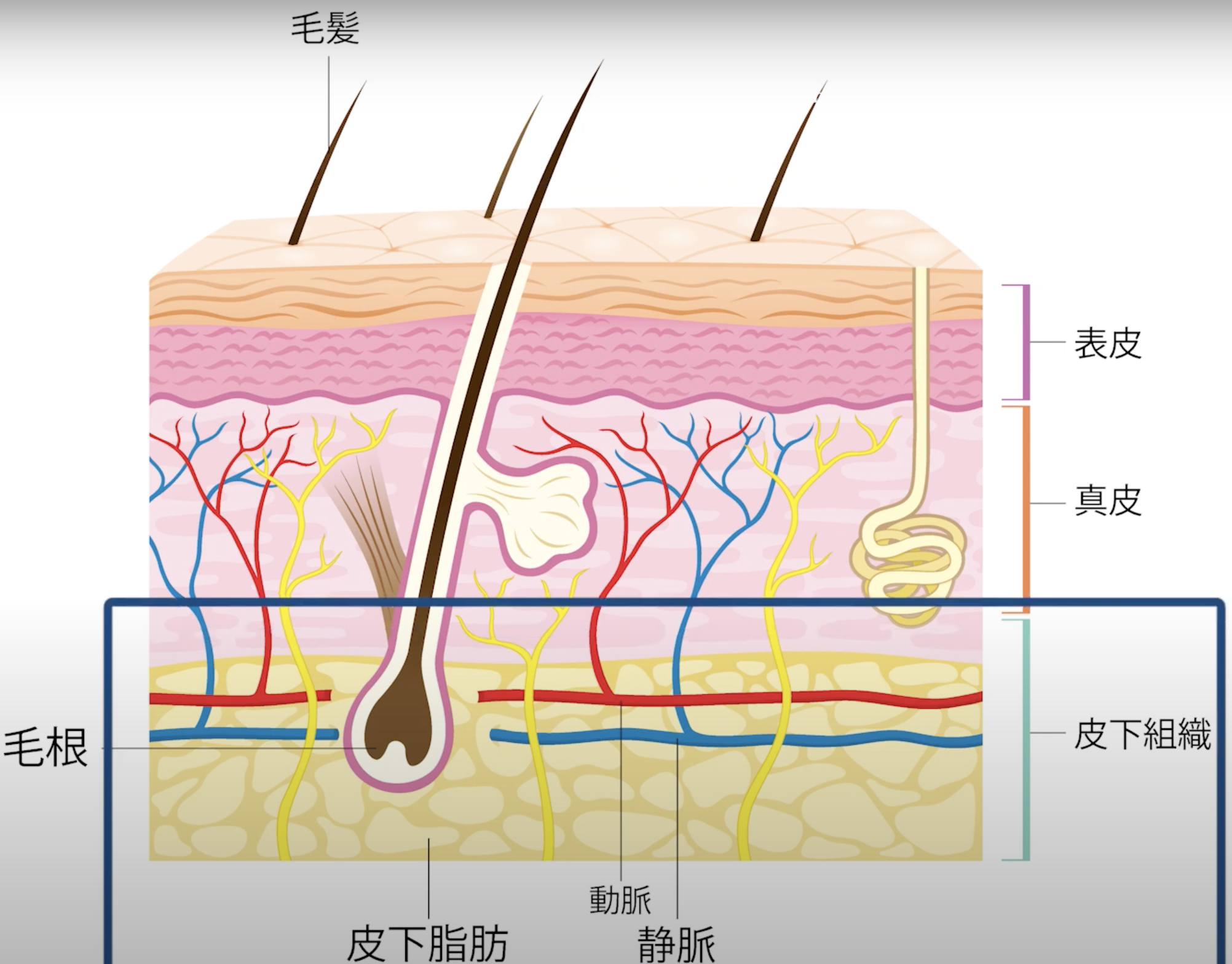 皮下脂肪の図.png