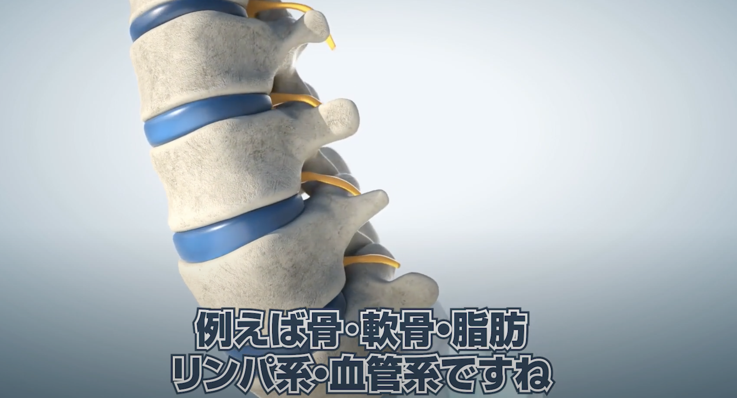 体性幹細胞の例(脊椎).png
