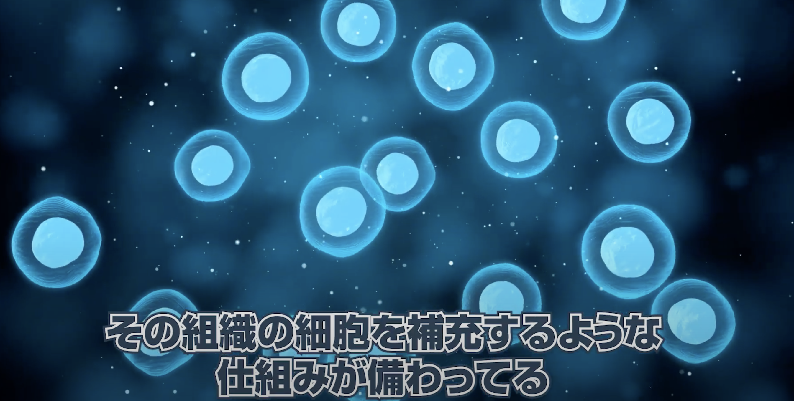 体性幹細胞の分裂.png