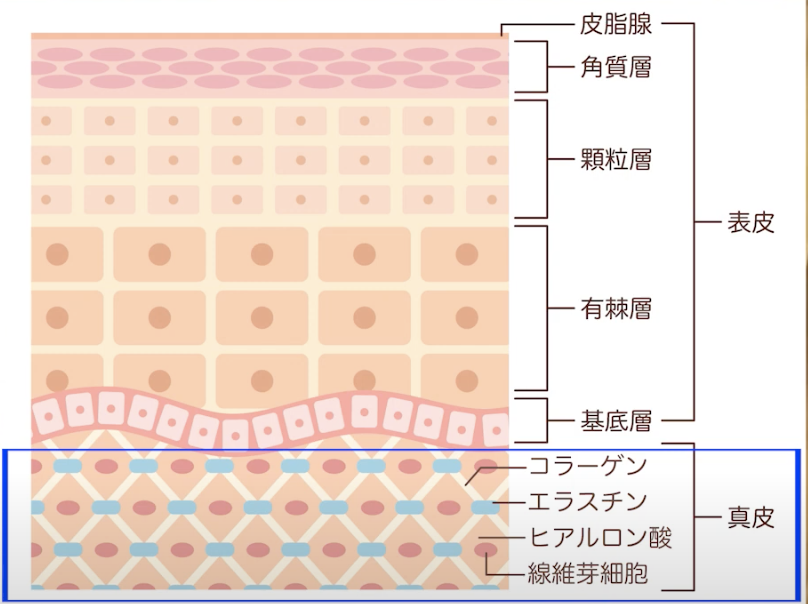 真皮.png