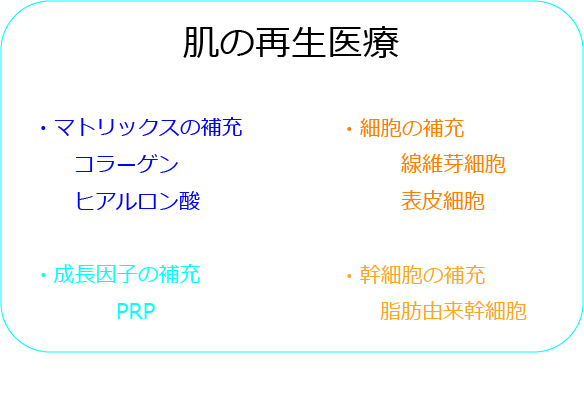 肌再生医療分類.jpg