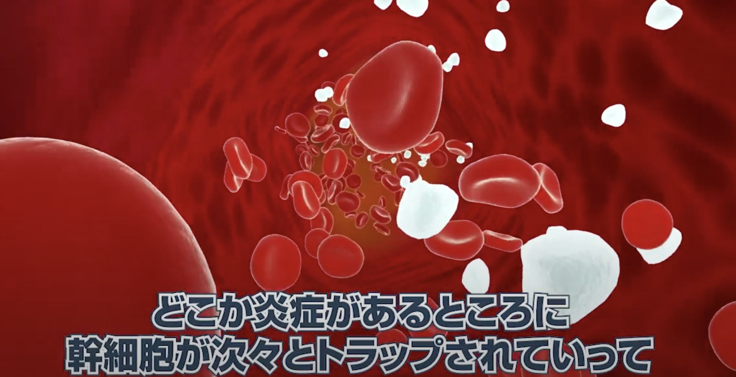 血流が巡る.png