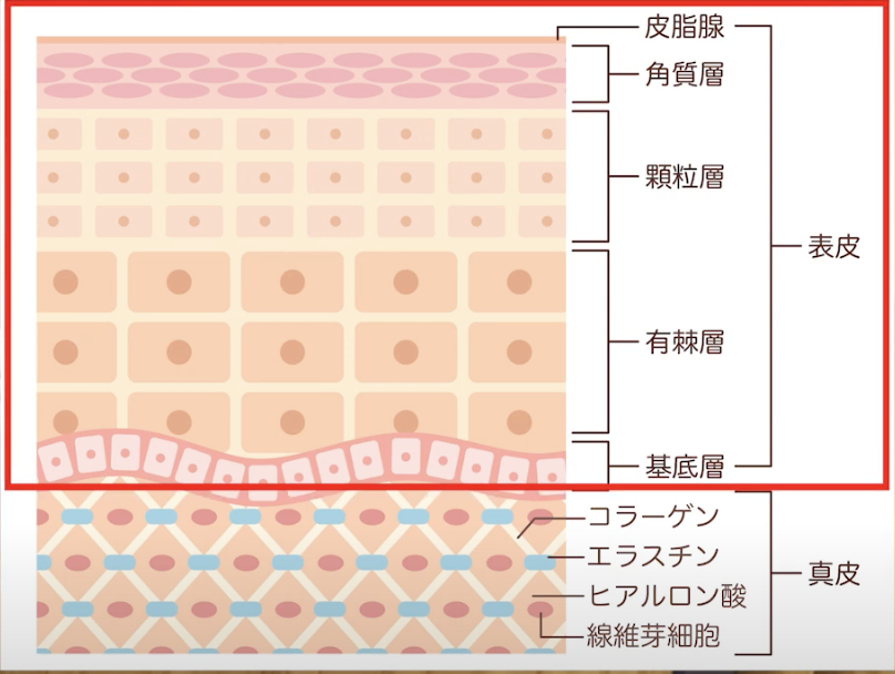 表皮.png