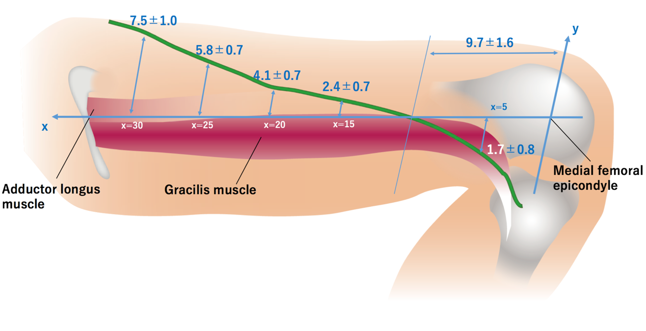 Karakawa fig gracilis lymph.png